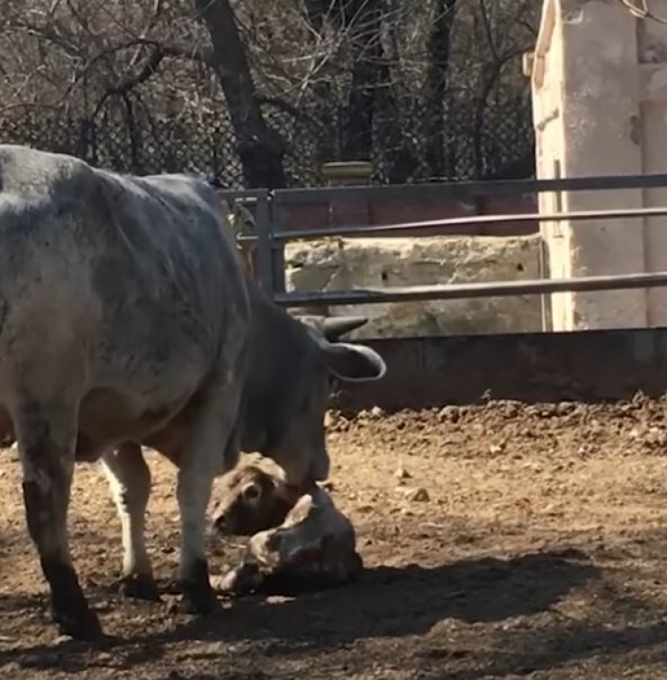 В Одеському зоопарку новонароджене теля…