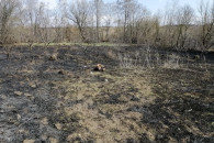 В Винницкой области, сжигая сухостой, по…