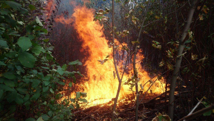 Лесной пожар в Херсонской области охвати…