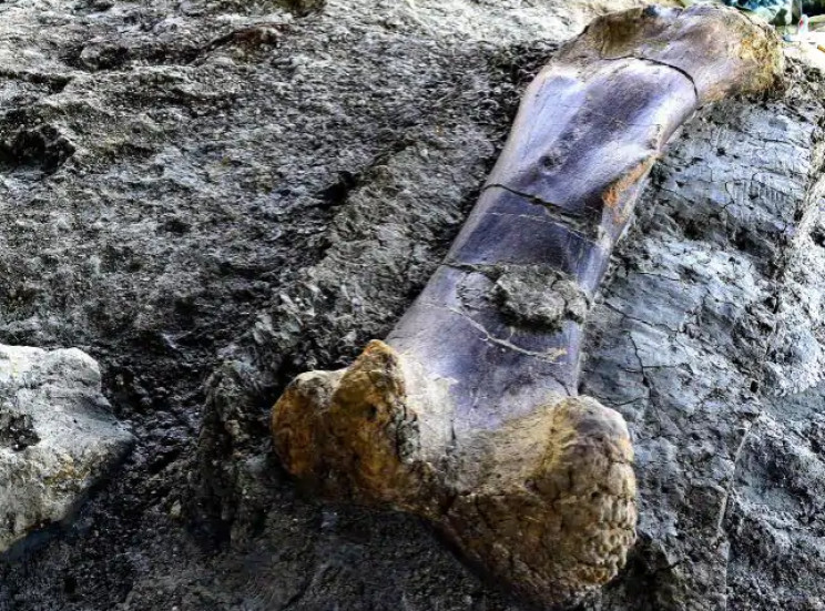 У Франції знайшли 500-кілограмову кістку…