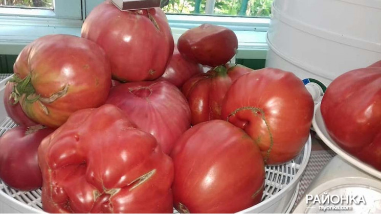 Запорожские аграрии вырастили помидоры-г…