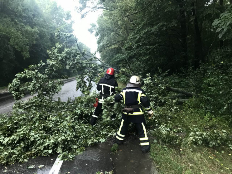 На Кропивниччині зламане дерево перекрил…