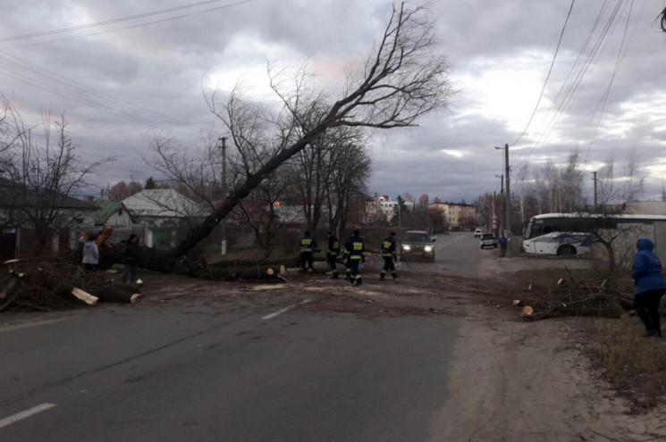 На Дніпропетровщині стався "деревопад":…