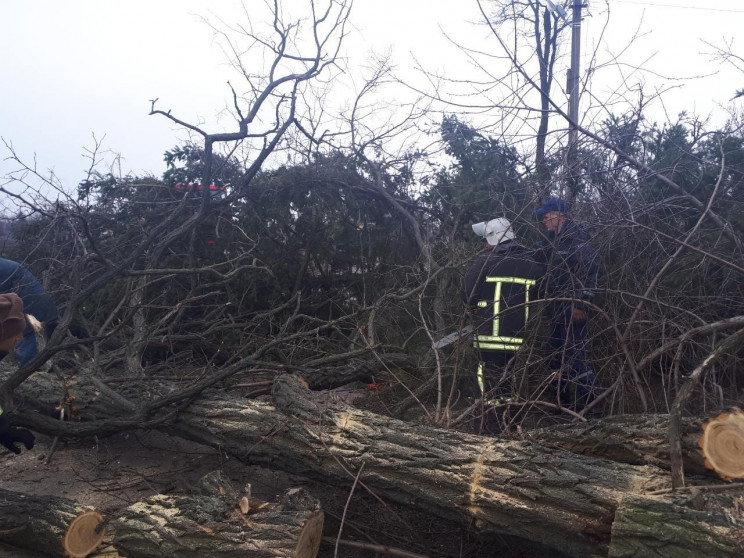 Буревій на Кропивниччині повалив 10 дере…