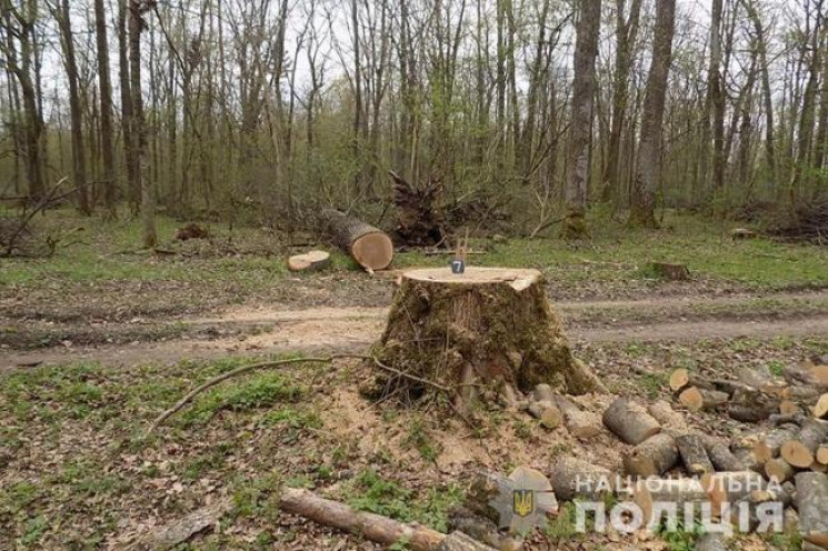 Посадовці-лісівники з Вінниччини незакон…