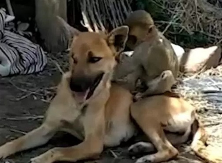Одноока собака удочерила осиротілу мавпу…