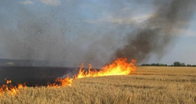 Пожежа на Тернопільщині знищила три гект…