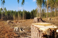 Лісова схема: На Вінниччині посадовці от…