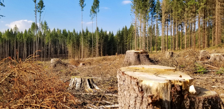 Лісова схема: На Вінниччині посадовці от…