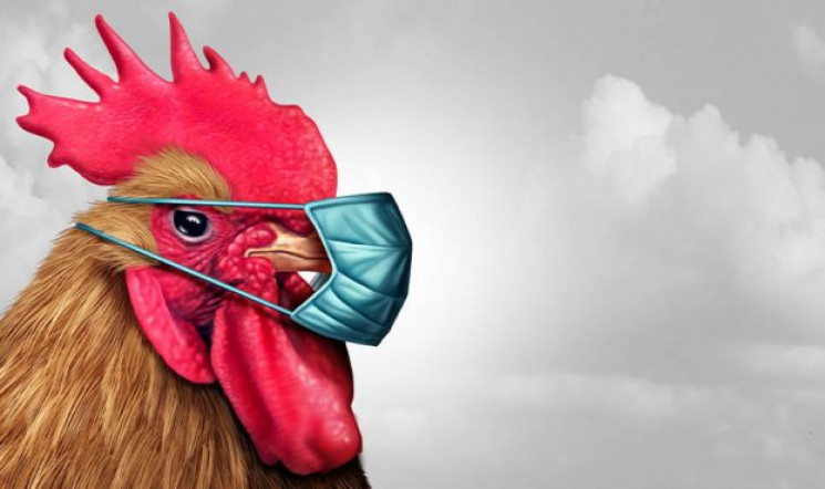 На Кіровоградщині зафіксовано грип птиці…