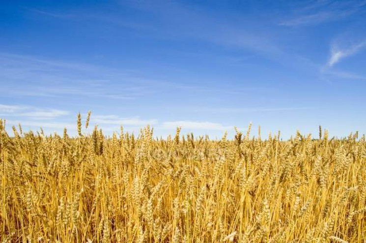 Засіяв пшеницею: На Миколаївщині фермер…