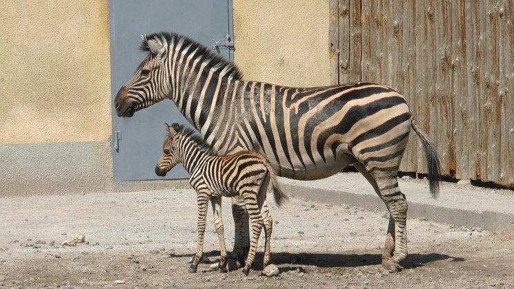 В Одеському зоопарку у родини зебр народ…