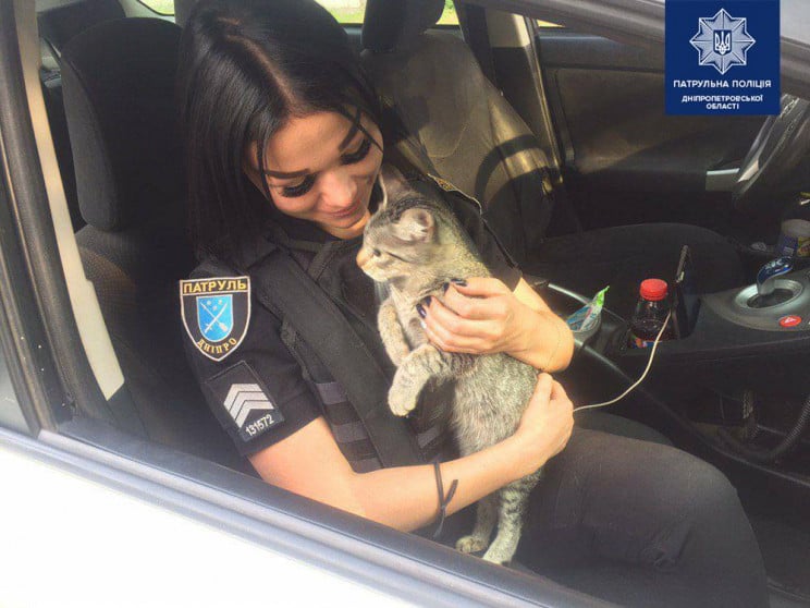 В Днипре патрульная забрала к себе котен…