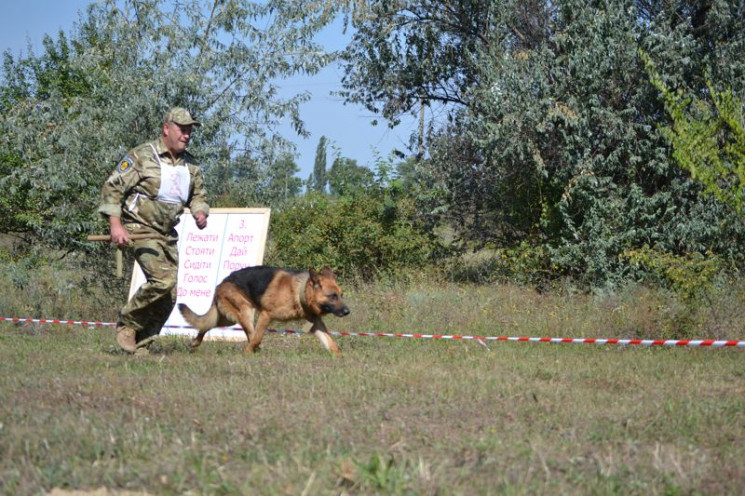 На Кропивниччине соревнуются кинологи из…