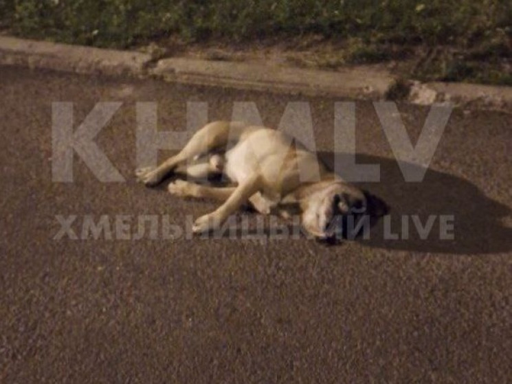 У Хмельницькому чоловік викинув собаку з…
