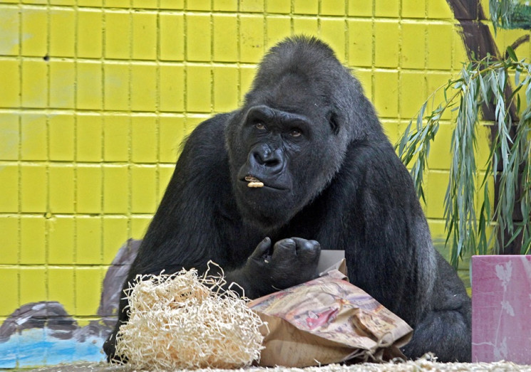 В столичном зоопарке горилла Тони отпраз…