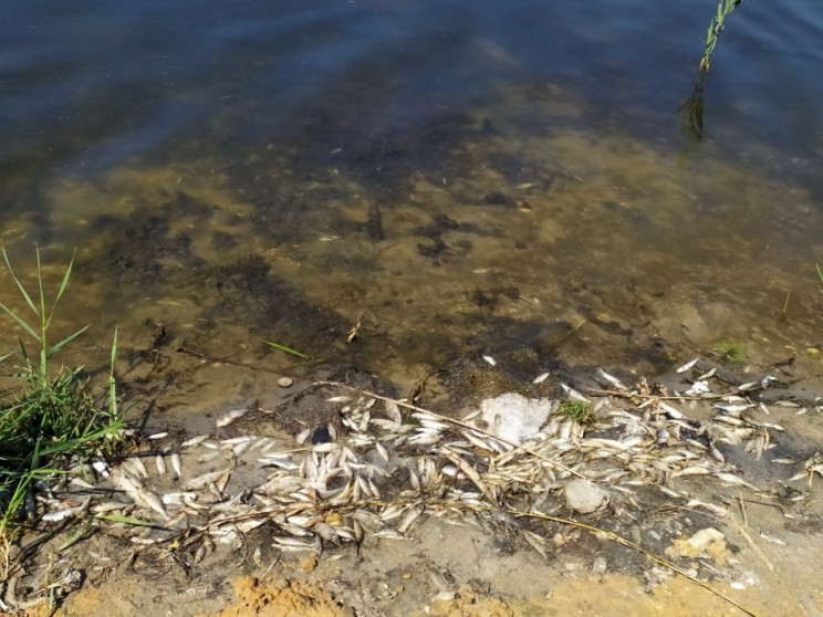 В "ДНР" массового гибнет рыба: Загрязнен…