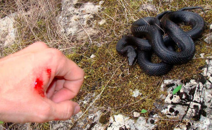 На Львівщині на жінку напала змія…