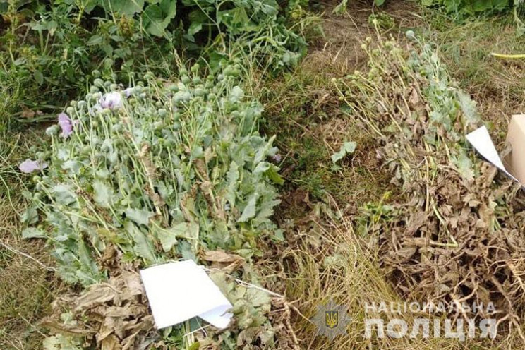 Майже 150 фактів вирощування нарковмісни…