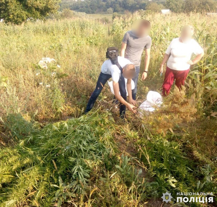 У Віньківцях жінка виростила "плантацію"…