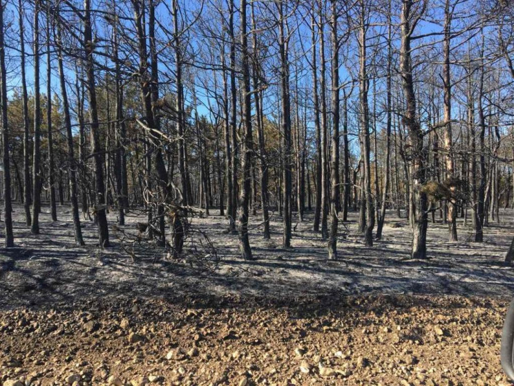 В окупованому Криму згоріло 150 га лісу…