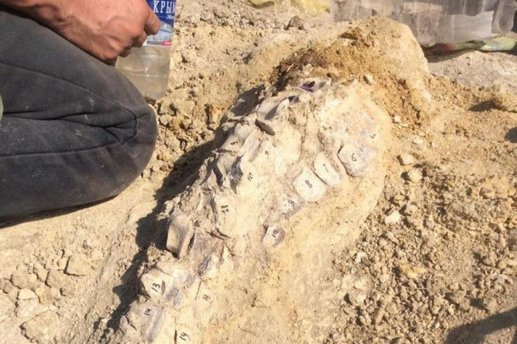 У Криму знайшли останки кита, яким 10 мл…