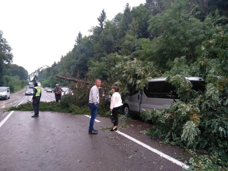 На Львівщині дерево впало на чергу автом…