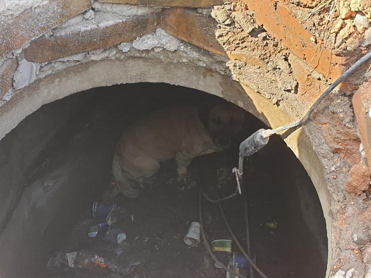 В Кропивницком собака упала в канализаци…