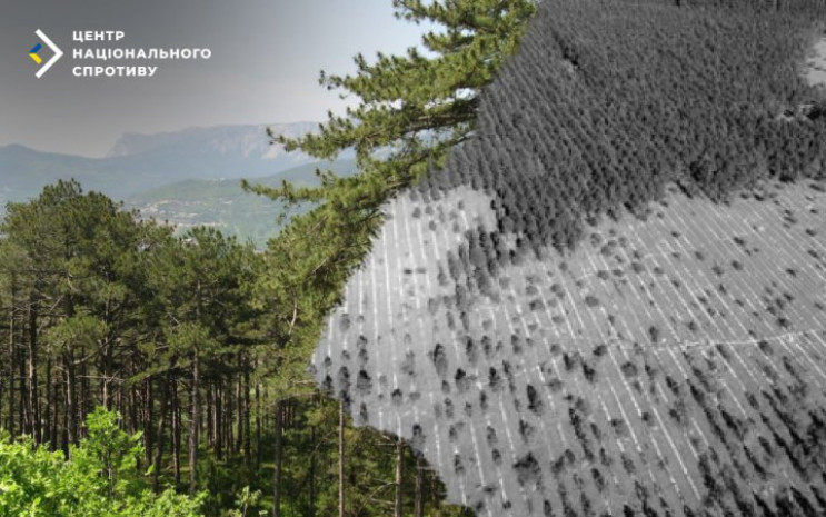 Під Севастополем окупанти вирубують дуби…