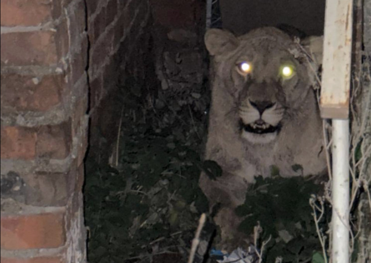 Як ловили левицю-втікачку у Хмельницьком…