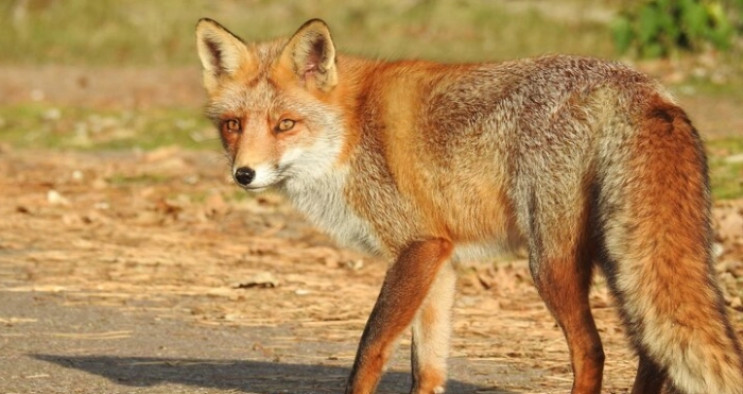 На Львівщині вирішили відстріляти частин…