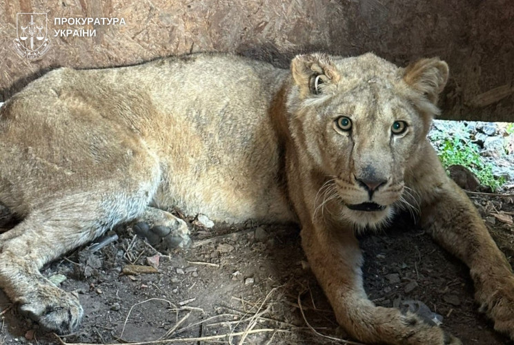 Власнику притулку в Хмельницькому, звідк…
