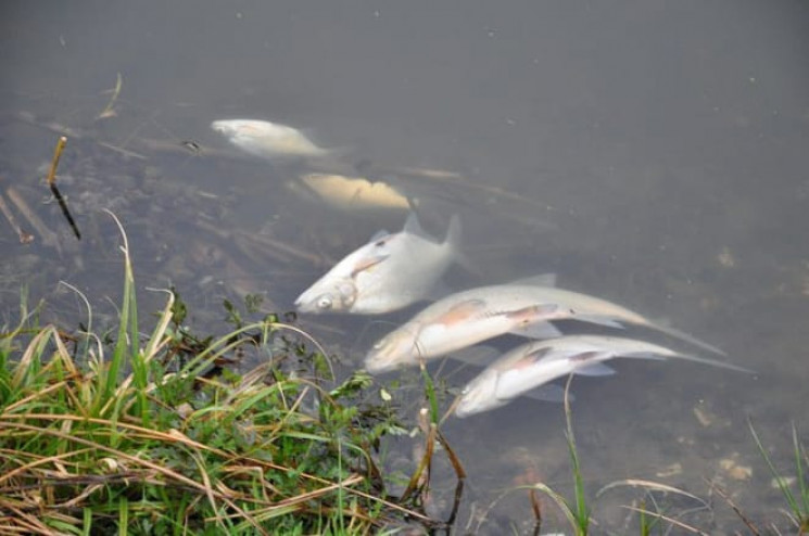 Екологи фіксують мор риби у Збручі…