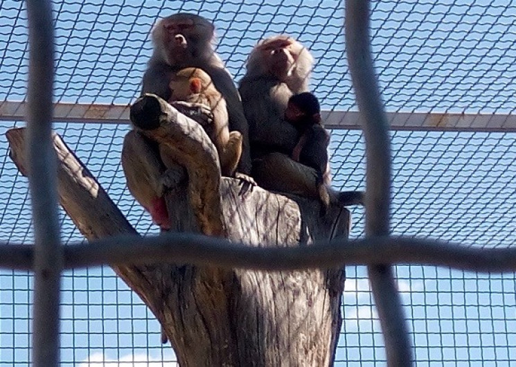 У Подільському зоопарку народилося мавпе…