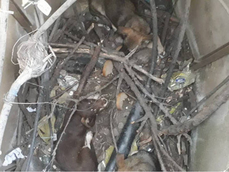 На Николаевщине спасли трех собак, попав…