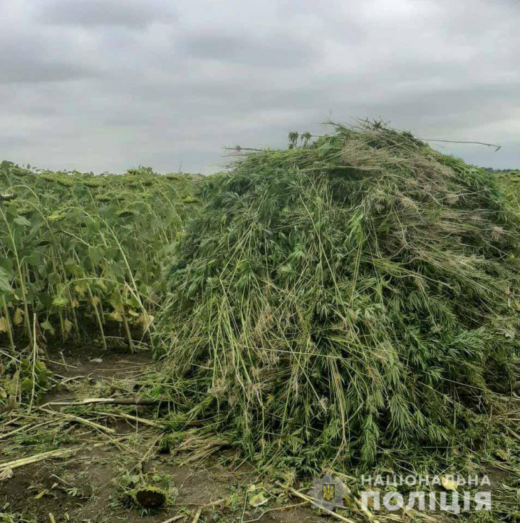 На Кропивниччині копи виявили дві наркоп…