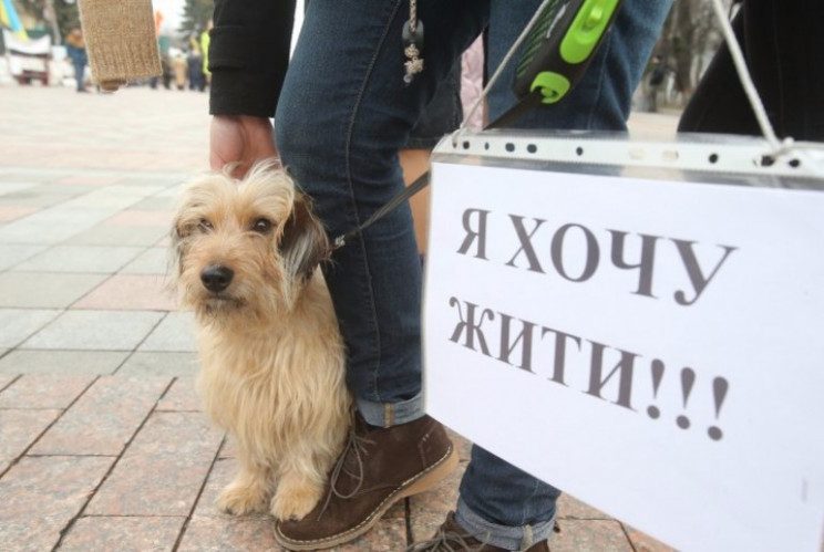 Зоозахисники Кропивницького закликали не…