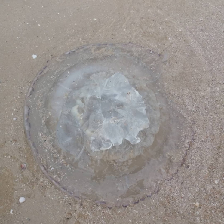 На запорізькому узбережжі медузи сягають…