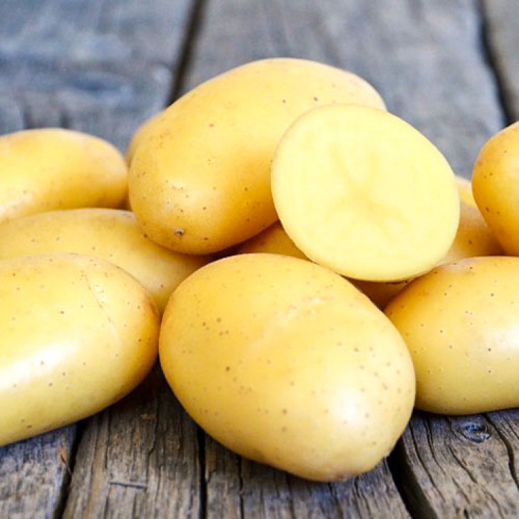 На Львівщині падає виробництво картоплі…