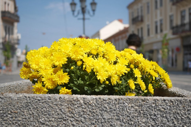 Цветной город: Как Ужгород украсили цвет…