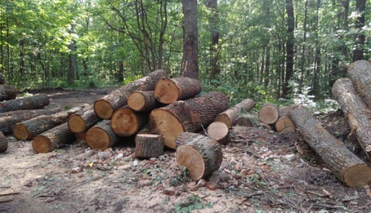 Масштабное уничтожение лесов на Харьковщ…