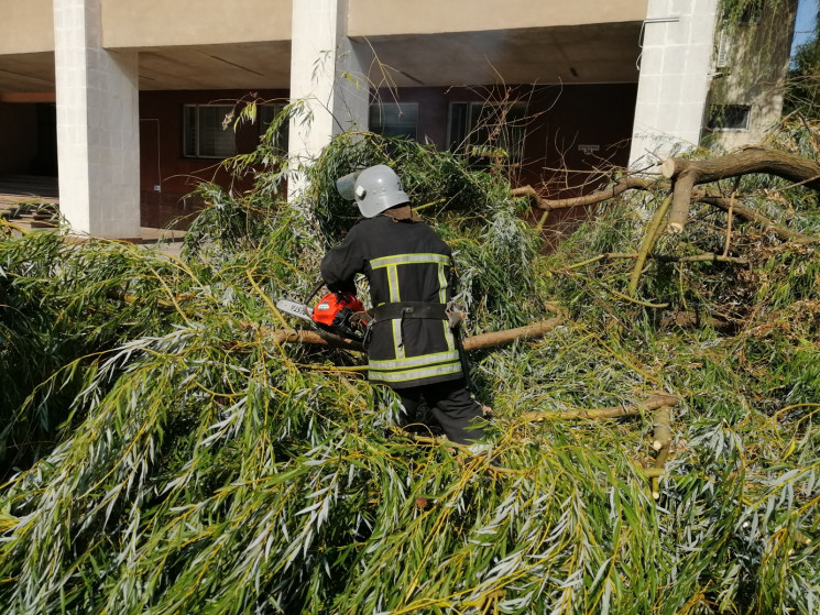 В Кропивницком аварийное дерево едва не…