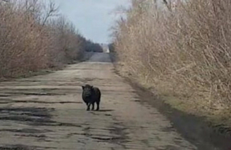 На "убитой" запорожской трассе дикий каб…