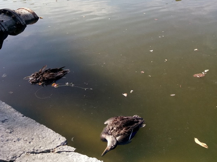 В озере в парке в центре Днипра плавают…