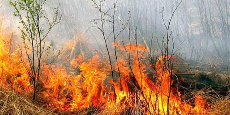 В Береговском районе возле леса сгорело…