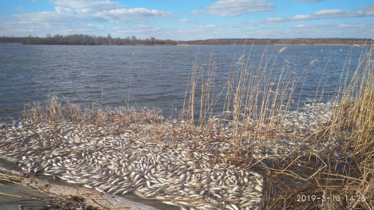 На Полтавщині від задухи масово гине риб…