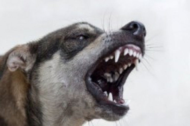 На Полтавщині зграя собак напала на 34-р…