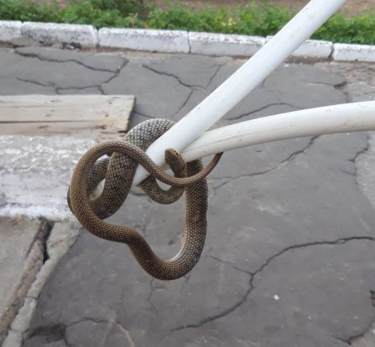 В Херсоне огромная змея блокировали вход…