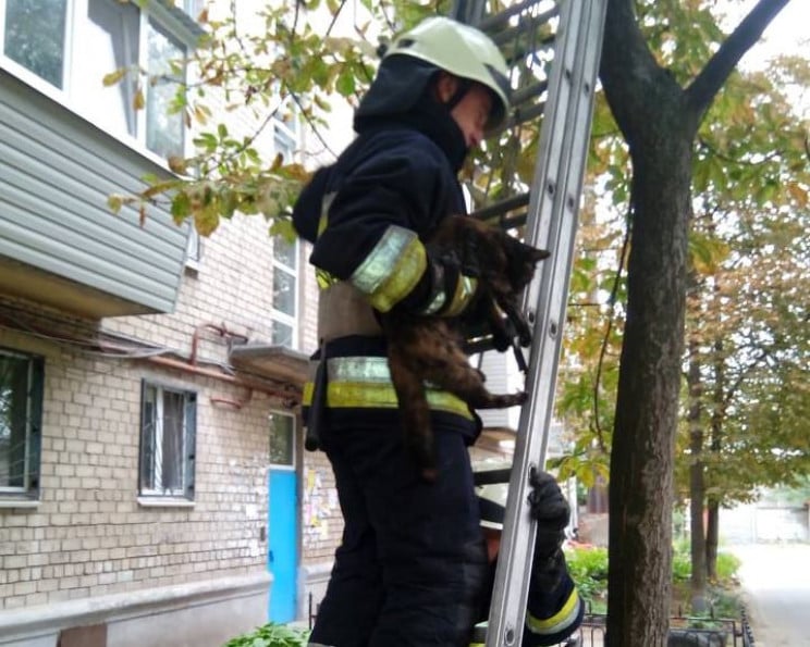 Пожарные в Днипре спасли кота…