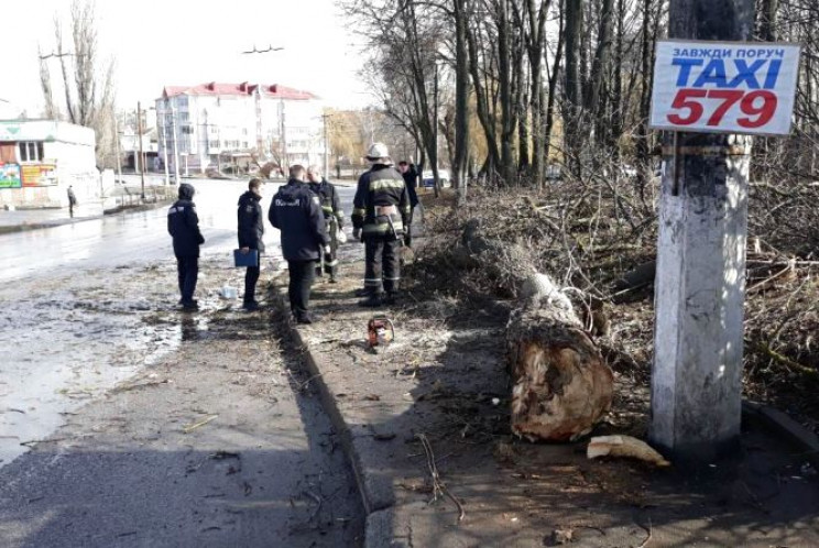 Дерево, яке спричинило трагедію у Вінниц…